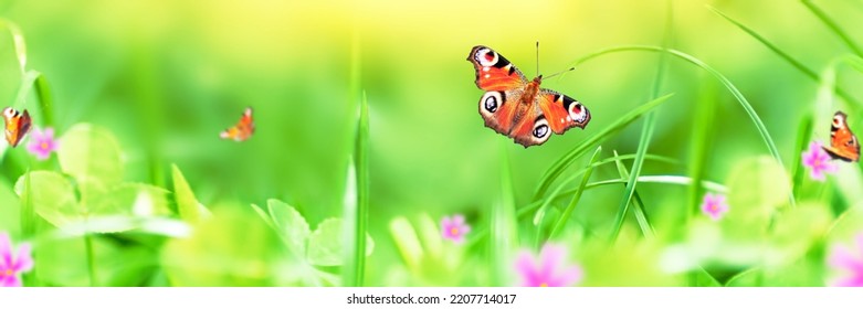 Butterflies and wildflowers on meadow Selective soft focus Banner - Shutterstock ID 2207714017