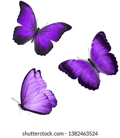 Butterflies Wings Indigo Color Isolated On Stock Photo 1382463524 ...