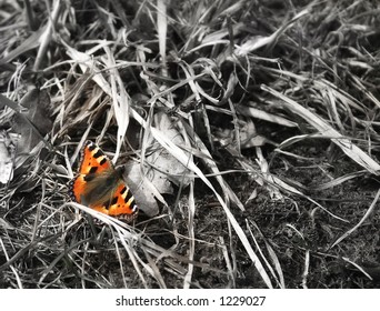 Butterfly