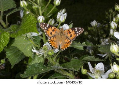 butterfly