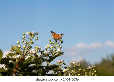 butterfly