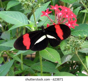 butterfly