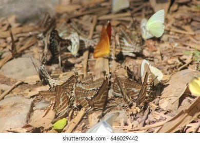 butterfly