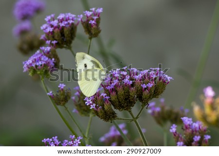 Similar – Lemon butterfly on flowering lavender