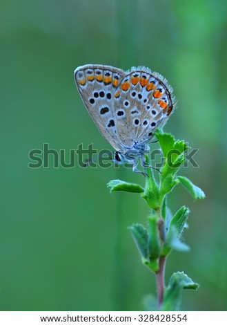Butterfly