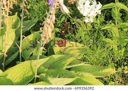 Similar – Bluethroat Biology