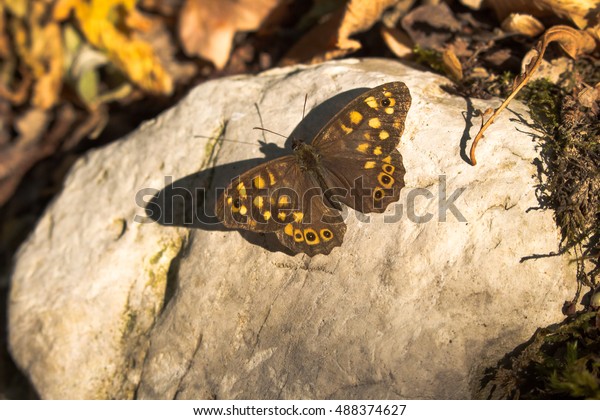 Yellow and brown butterfly wall background. 