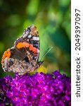 The butterfly Admiral on a flowering butterfly bush