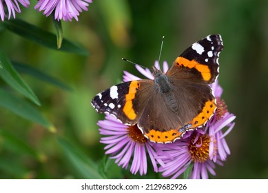 Ein Schmetterling, ein Admiral (Vanessa atalanta) sitzt auf violettem Aster auf grünem Hintergrund, in der Natur
