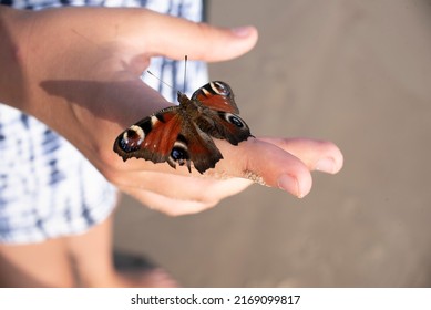 Butterfly aglais io with large spots the wings on children finger - Shutterstock ID 2169099817