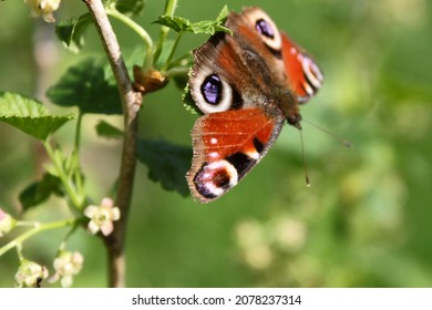 Butterfly Aglais io, peacock butterfly sitting on the flower of currant. Selective focus. High quality photo