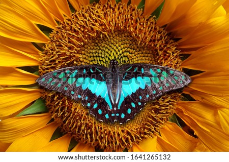 a butterfly alighted on sunflowers, the butterfly sucks in the honey extract