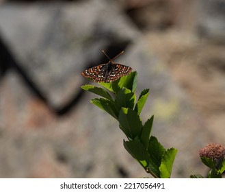 Butterfly In The Alpine Lakes Wilderness