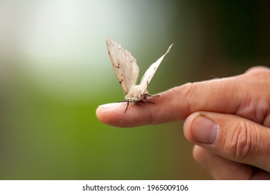 A Butterfly Of The Altai Unpaired Silkworm That Lives In The Highlands