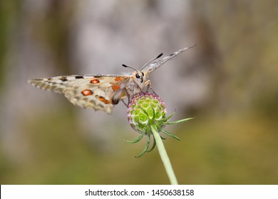 Butterfly Apollo, Mountain Apollo (Parnassius Apollo) with the opened wings on the flower