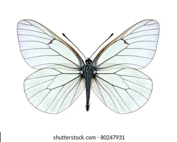 Butterfly Aporia crataegi (Black-veined White) on a white background