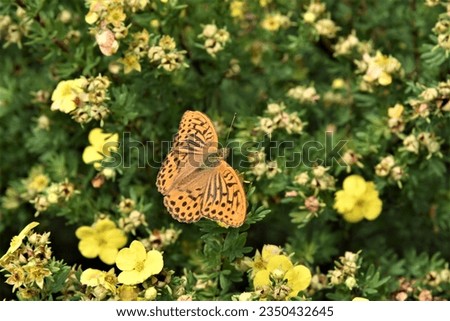 Butterfly Argynnis paphia (The silver-washed fritillary) on a golden hardhack (Dasiphora fruticosa), close-up