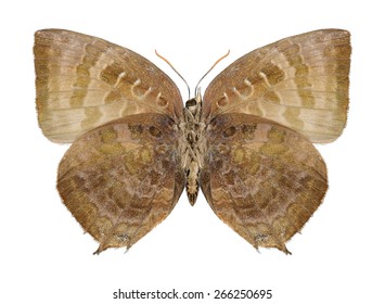 Butterfly Arhopala Centaurus On White Background Stock Photo 266250695 