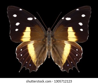 Butterfly Baeotus Deucalion On A Black Background