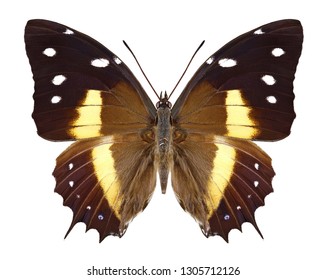 Butterfly Baeotus Deucalion On A White Background