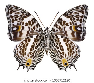 Butterfly Baeotus Deucalion (underside) On A White Background