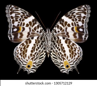 Butterfly Baeotus Deucalion (underside) On A Black Background