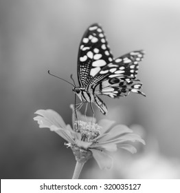 Butterfly And Beautiful Flower , Black And White