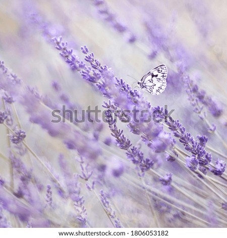 Similar – Kohlweißschmetterling auf Blutfelberich