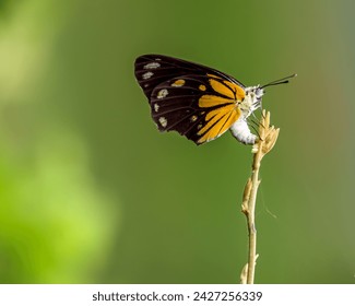 A butterfly with beautiful wings in shades of yellow and brown is perched on a tree branch with a natural green background 