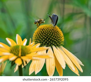 A butterfly and bee feed simultaneously on a blooming yellow coneflower, surrounded by soft-focus greenery and warm natural light.