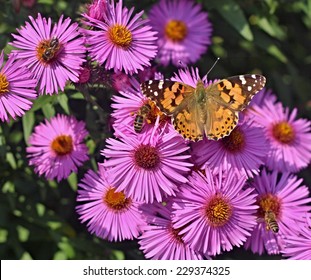 Butterfly And Bee On Violet  Flower Of Dahlia On The Garden