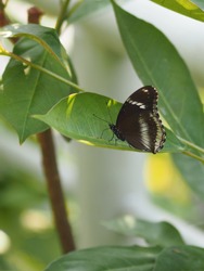 Papilio polytes, the common Mormon,is a common species of swallowtail ...