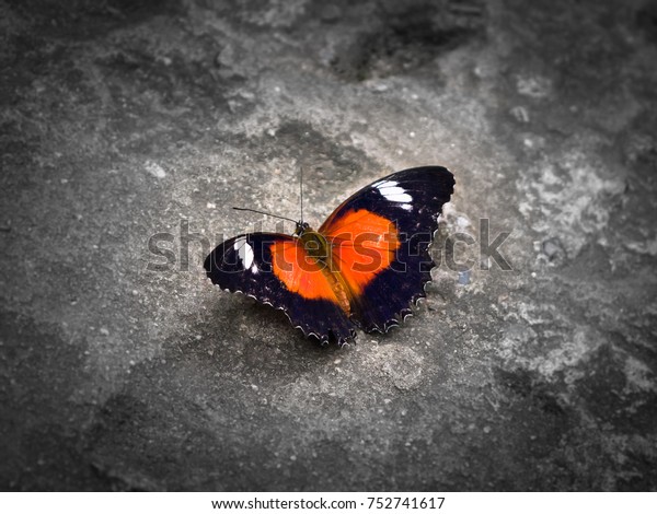 Butterfly Black Red White Open Wings Stock Photo Edit Now 752741617