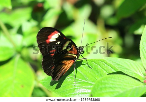 Butterfly Black Red Yellow White Color Royalty Free Stock Image