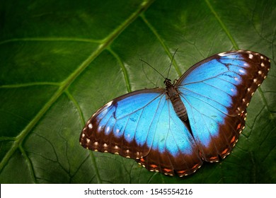 Blue Morpho Morpho Peleides Big Butterfly Stock Photo 407651284 ...