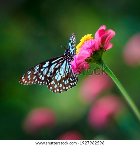 Butterfly Blue Tiger or Danaid Tirumala limniace on a pink zinnia flower with dark green pink blurred bokeh background