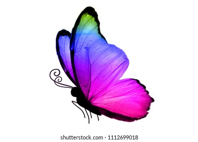 Butterfly with blue-pink big wings, isolated on white background - Shutterstock ID 1112699018