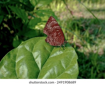 a butterfly with brown wings perched on a leaf. Butterflies perched on green leaves - Powered by Shutterstock