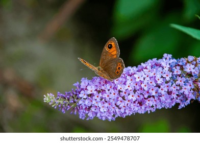 Butterfly or Buddleja flower. Buddleia flower purple color with butterfly insect. Maniola jurtina on Buddleja. Meadow brown butterfly. Buddleja purple flower. Butterfly bush. Fluttering wings. - Powered by Shutterstock