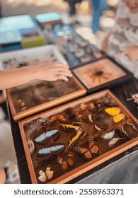 Butterfly and Bug Collection in Frames With Hand Reaching Over Them