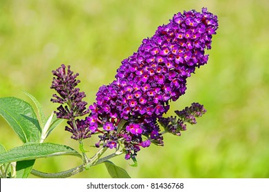 Butterfly Bush