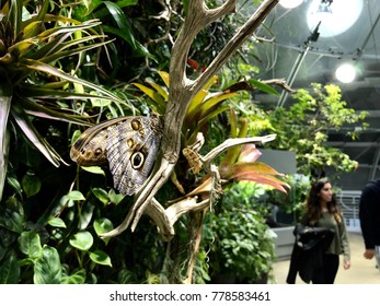 Butterfly At California Science Center