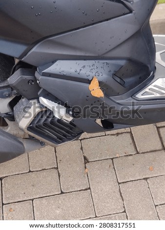 A butterfly called Malay Cruiser stays on a motorcycle
