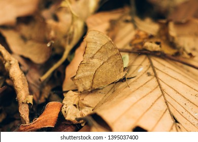 Butterfly Camoflage On Dry Leaf