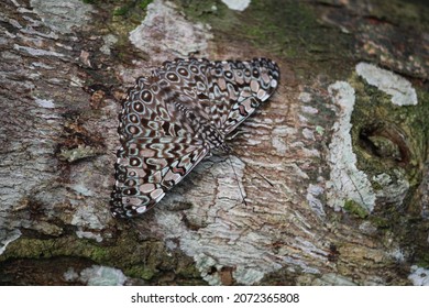 A Butterfly Camouflaging Itself With Mimicry On A Tree Stem