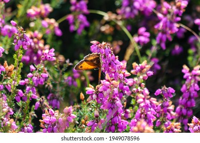 A Butterfly In Cap Fréhel. 