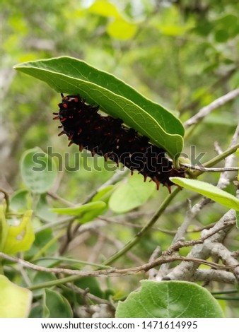 Butterfly Catapiller in Forest, India