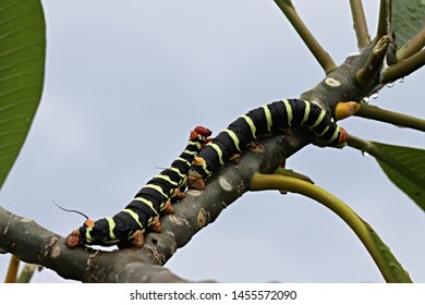 Butterfly Caterpillar In The Garden Of Greenwood Great House. Jamaica.