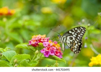 Butterfly Feeder Images Stock Photos Vectors Shutterstock