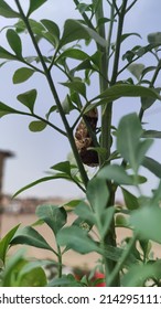 Butterfly Caterpillar Walking On A Rue Plant